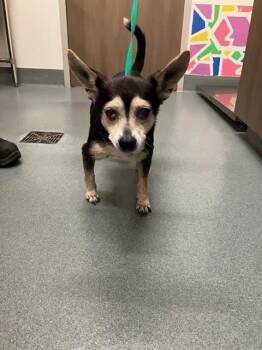 Rescue Chihuahua Dogs for Adoption in Baytown, Texas - LEVI | PetCurious