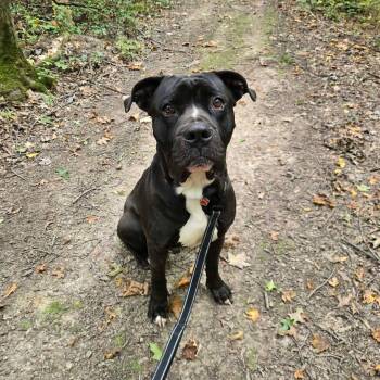 Brady -  Mastiff Dog for Adoption in Grafton, Ohio - Brady | PetCurious