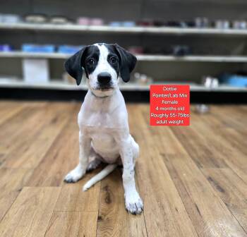 Rescue Labrador Retriever and Pointer Dogs for Adoption in Oviedo, Florida - Dottie | PetCurious