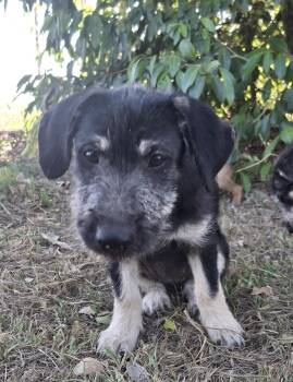 KIRA - sweet, calm girl -  Poodle and Schnauzer Dog for Adoption - KIRA - Sweet, Calm Girl | PetCurious