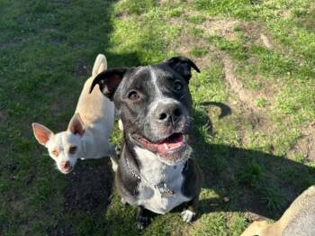 Labrador Retriever and Terrier Dogs Available for Adoption in Holbrook, New York - WIGGLEBUMS | PetCurious