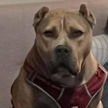 Bubba -  American Bully Dog for Adoption in Roswell, New Mexico - Bubba | PetCurious