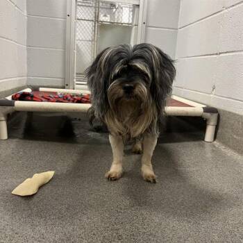 Shih Tzu and Mixed Breed Dogs Available for Adoption - MASTER SPLINTER | PetCurious