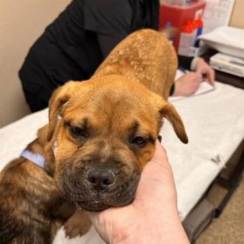 Shar Pei and French Bulldog Dogs Available for Adoption in Tempe, Arizona - Koraline | PetCurious