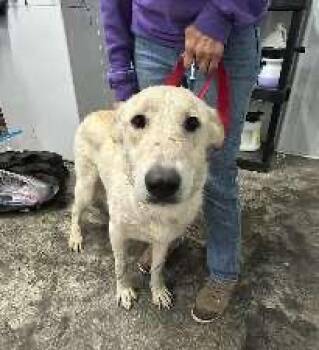 Ellie -  Collie and Shepherd Dog for Adoption in Scottsburg, Indiana - Ellie | PetCurious