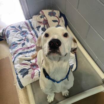 Basset Hound and Pit Bull Terrier Dogs Available for Adoption in Kyle, Texas - ROMEO | PetCurious