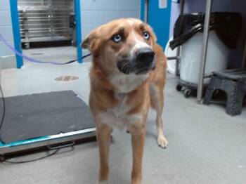 Rescue German Shepherd Dog and Mixed Breed Dogs for Adoption in Albuquerque, New Mexico - ZENA | PetCurious