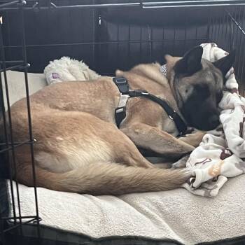 Leeza -  Belgian Shepherd Malinois and Akita Dog for Adoption in Farmington, Connecticut - Leeza | PetCurious