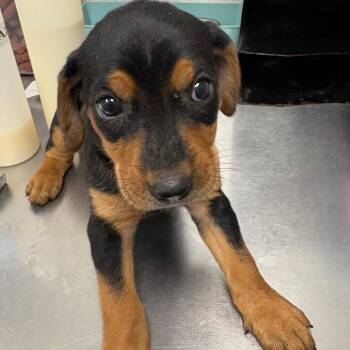 Hermonie -  Mixed Breed Dog for Adoption in Columbiana, Alabama - Hermonie | PetCurious