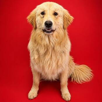 Paul -  Golden Retriever Dog for Adoption in Hughesville, Maryland - Paul | PetCurious