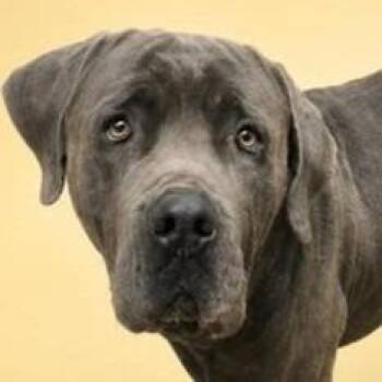 Gray - (Courtesy Post) Adopt Me! -  Cane Corso and American Staffordshire Terrier Dog for Adoption in Lake Forest, California - Gray - (Courtesy Post) Adopt Me! | PetCurious