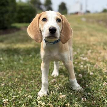 Hound Dogs Available for Adoption in Chesapeake, Virginia - Vernon | PetCurious