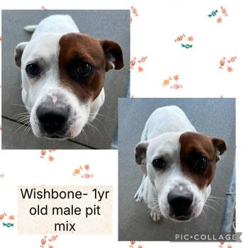 Rescue Pit Bull Terrier Dogs for Adoption in Bryan, Ohio - Wishbone | PetCurious