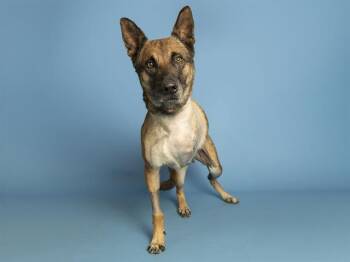 NYLAH -  Belgian Shepherd Malinois Dog for Adoption in Phoenix, Arizona - NYLAH | PetCurious
