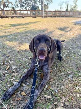 German Shorthaired Pointer Dogs Available for Adoption in Parrish, Florida - Calvin | PetCurious