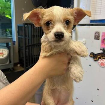 Sadie -  Mixed Breed Dog for Adoption in Knoxville, Tennessee - Sadie | PetCurious