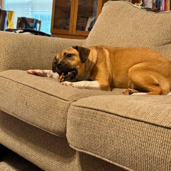 Mixed Breed Dogs Available for Adoption in Asheville, North Carolina - Maple | PetCurious