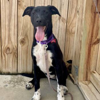 Mixed Breed Dogs Available for Adoption in Freeport, Florida - Annie | PetCurious