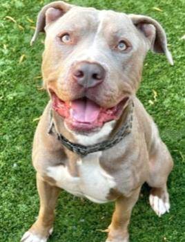 Rescue Pit Bull Terrier Dogs for Adoption in San Marcos, California - Waiting So Long For A Family To Love - I