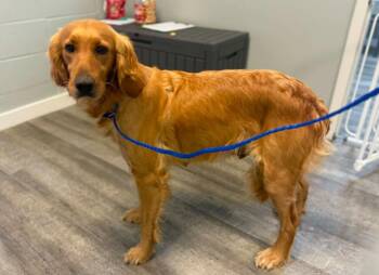 Golden Retriever Dogs Available for Adoption in Reston, Virginia - Terrific Tara | PetCurious
