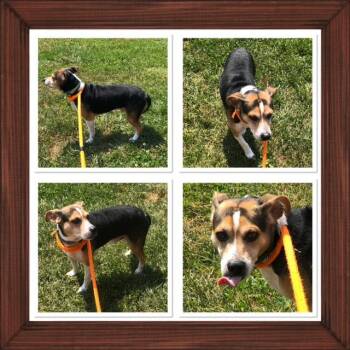 TUCKER -  Beagle Dog for Adoption in Buckhannon, West Virginia - TUCKER | PetCurious