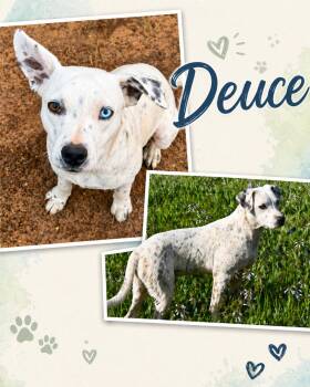 Deuce -  Dalmatian and Terrier Dog for Adoption in Zimmerman, Minnesota - Deuce | PetCurious