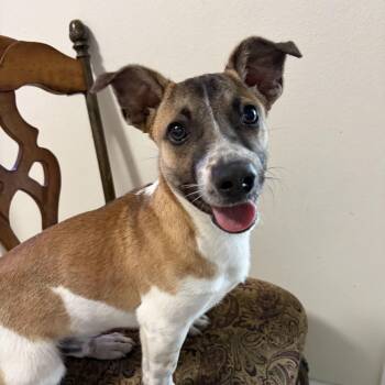 Cattle Dog Dogs Available for Adoption in Harlingen, Texas - Jairo | PetCurious