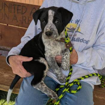 Cattle Dog Dogs Available for Adoption in Prescott, Arizona - Sebastian | PetCurious