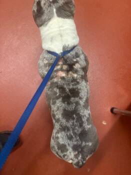 Pit Bull Terrier Dogs Available for Adoption in Douglasville, Georgia - Jules | PetCurious