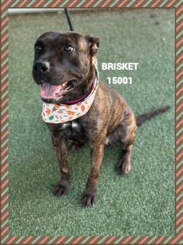Rescue Pit Bull Terrier Dogs for Adoption in Marietta, Georgia - BRISKET | PetCurious
