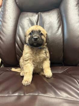 Fantastico -  Terrier and Poodle Dog for Adoption in Carson City, Nevada - Fantastico | PetCurious