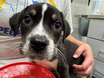 SLUSHIE -  Pit Bull Terrier and Mixed Breed Dog for Adoption in Peoria, Illinois - SLUSHIE | PetCurious