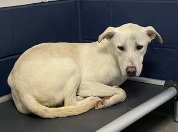 Mixed Breed Dogs Available for Adoption - Moose 2 Year Male AVA 4/15 | PetCurious