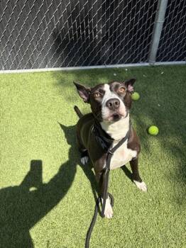 Pit Bull Terrier Dogs Available for Adoption in San Jose, California - OSHA | PetCurious