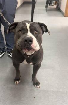 Pit Bull Terrier Dogs Available for Adoption in San Bernardino, California - JEREMY JAMM | PetCurious