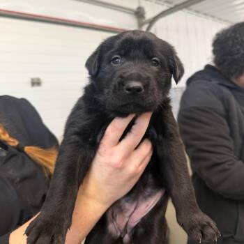 German Shepherd Dog and Golden Retriever Dogs Available for Adoption in Spanish Fork, Utah - Chanel | PetCurious