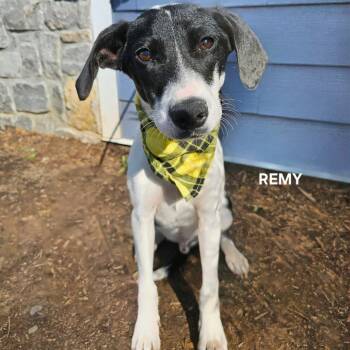 Rescue Australian Cattle Dog Blue Heeler Dogs for Adoption in Madisonville, Tennessee - Luca (Remy) | PetCurious