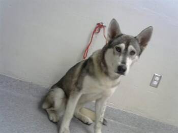 MIA -  Siberian Husky Dog for Adoption in Pasadena, Texas - MIA | PetCurious