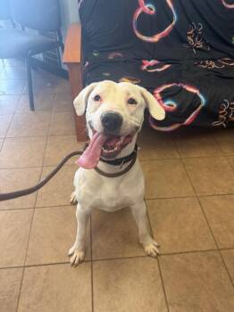 Sizz -  Pit Bull Terrier Dog for Adoption in Marion, Ohio - Sizz | PetCurious