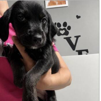 George -  Mixed Breed Dog for Adoption in Wappingers Falls, New York - George | PetCurious