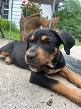 Rita -  Labrador Retriever and Rottweiler Dog for Adoption in Kannapolis, North Carolina - Rita | PetCurious