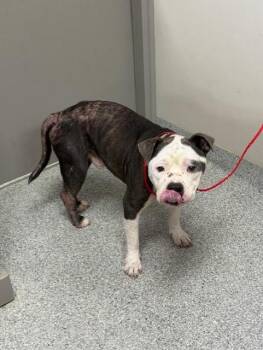 American Bulldog and Mixed Breed Dogs Available for Adoption in Pasadena, Texas - A184628 | PetCurious