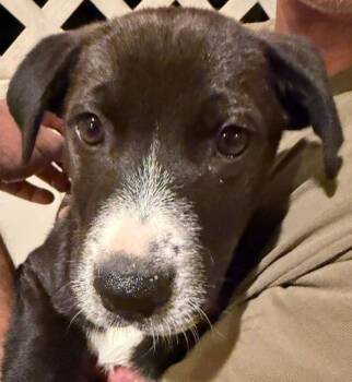 Labrador Retriever and Terrier Dogs Available for Adoption in San Diego, California - Trout | PetCurious