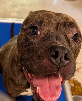 French Fry -  Pit Bull Terrier Dog for Adoption in Petersburg, Virginia - French Fry | PetCurious