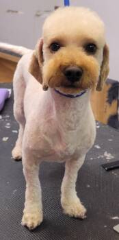 Curly -  Miniature Poodle Dog for Adoption in Milford, Michigan - Curly | PetCurious
