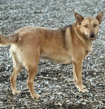 Rescue Labrador Retriever and Mixed Breed Dogs for Adoption in Severance, Colorado - Buddy | PetCurious
