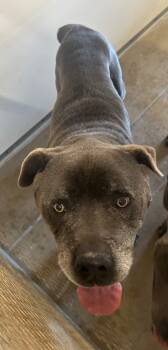 Rescue Pit Bull Terrier and Mastiff Dogs for Adoption in Belton, Texas - Blu* | PetCurious