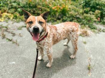 Rescue Australian Cattle Dog Blue Heeler and Mixed Breed Dogs for Adoption in Mckinleyville, California - THADDEUS | PetCurious