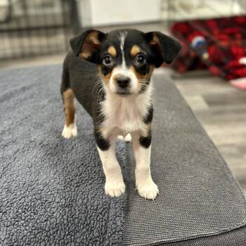 Beagle and Mixed Breed Dogs Available for Adoption - Benjamin | PetCurious