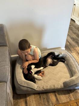 Winnie -  Mixed Breed Dog for Adoption in Fenton, Missouri - Winnie | PetCurious